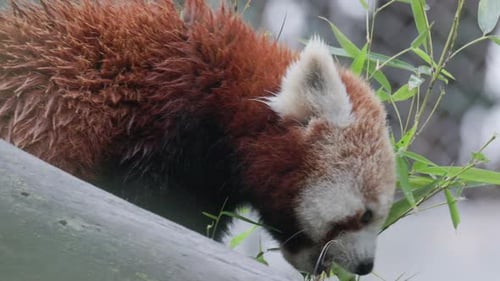 Roter Panda isst Bambusblätter, Nahaufnahme