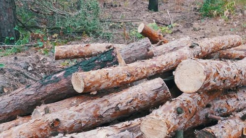 Cut Logs are Stacked in a Forest
