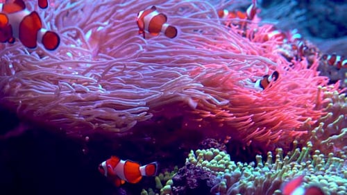 Redandwhite Striped Fish Clown Fish Swim Among Algae and Coral Reefs Ocean Floor Sea Life