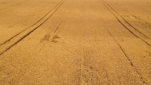 Ripe yellow wheat field, aerial shot
