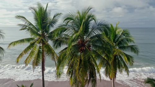 Going Down Aerial Drone Shot of Palms at Deserted Beach and Wavy Sea in Tambor, Costa Rica. Shot on