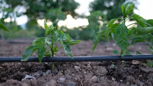 Sustainability