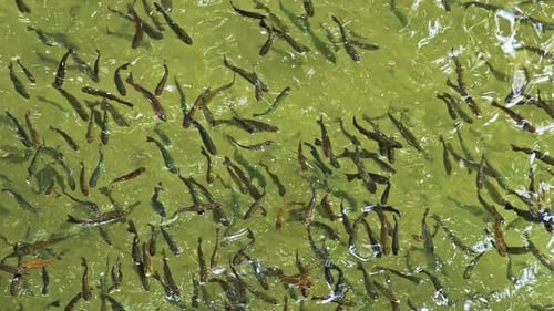 School Of Trout Fish Above Water 2
