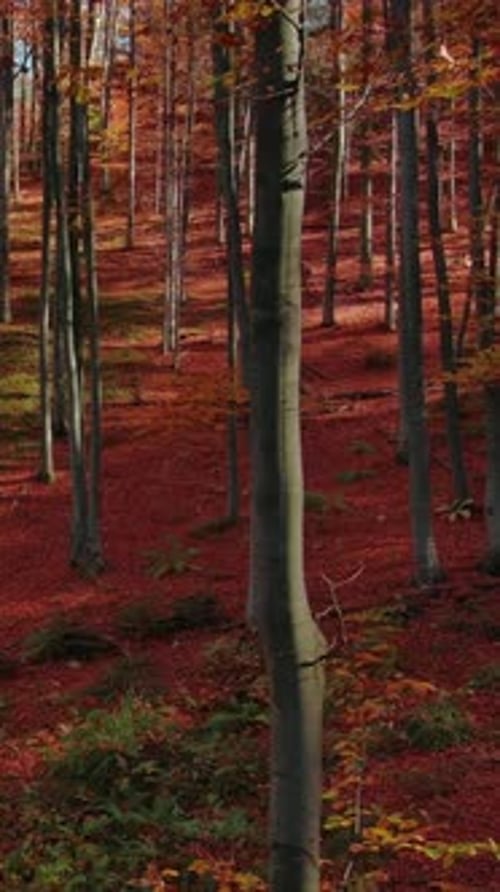 Forêt d'automne lumineuse en journée ensoleillée