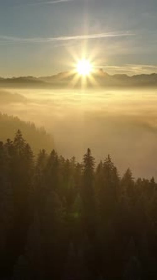 O majestoso nascer do sol sobre a enevoada floresta de pinheiros cria uma atmosfera mágica e serena