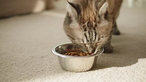 Hungry Cat Eating From Metal Bowl Closeup Scottish Fold Portrait
