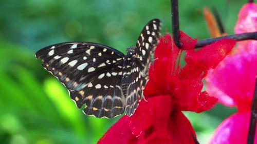 Borboleta tropical nos jardins florescentes da Tailândia