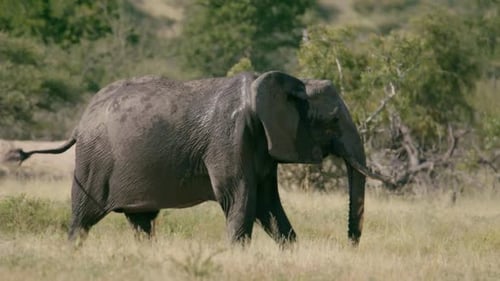Close Up Full Frame Slow Motion of Elephant Walking in Meadow of National Park, South Africa