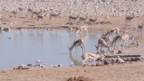 Springbok drinking from a waterhole in Etosha National Park, Namibia, on a winter day