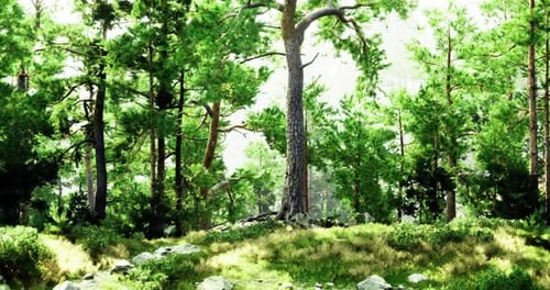 Lush Green Forest with Tall Trees and Vibrant Undergrowth in Bright Sunlight