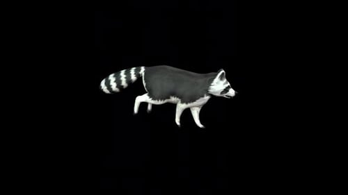 Raccoon Run Idle