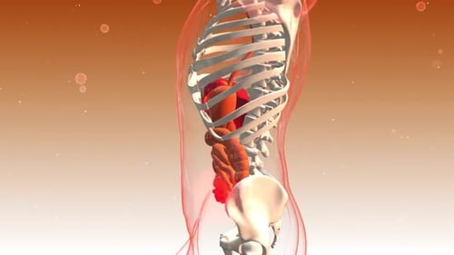 3D Human Anatomy Animation Showing Digestive System and Skeleton
