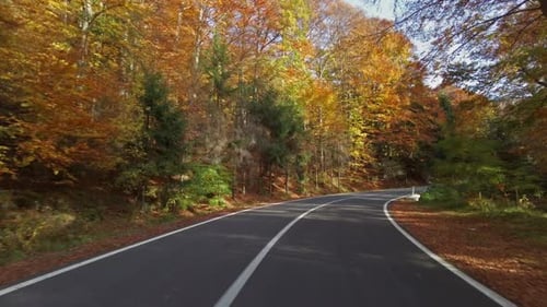 Winding Road Through Autumn Forest