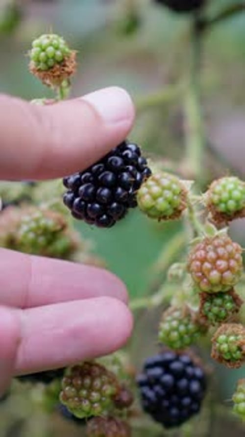 Blackberry Rubus Eubatus Harvesting Blackberries By Hand Wild Ripe and Unripe Blackberries Grow on