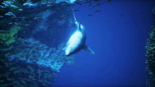A Large White Shark Swimming in the Ocean