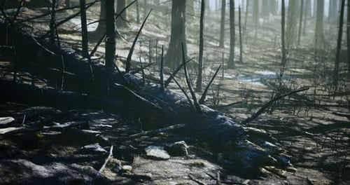 Fallen Tree in a Misty Forest After a Wildfire Near a Mountain