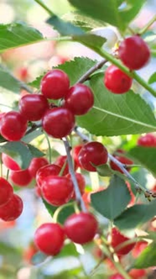 Délicieuses cerises rouges fraîches suspendues aux branches des arbres pendant la chaude saison estivale