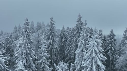 Aerial Top View Drone Shot of the Pine and Spruce Trees Forest Covered with Snow in the Tatra