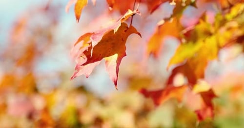 Beautiful deep red and yellow fall autumn leaves with a blue sky background blow peacefully in the w