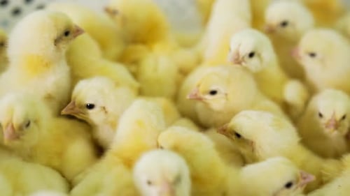 Lovely yellow chicks bunching in the box. Growing poultry chickens at factory. Close up.