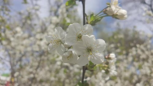 White flowers on blossom Wild Cherry Tree, Prunus avium in spring, close up