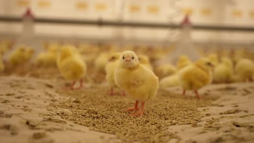 Fuzzy Yellow Chicks Feeding Indoors on Farm