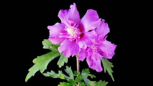 Time Lapse of Two Pink Flowers Blooming