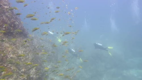 Scuba Diving on a reef with lots of fish and divers in the blue waters of the Atlantic Ocean, Cape V