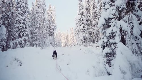 Ein Alaskan Malamute navigiert durch den Tiefschnee - Weitwinkelaufnahme