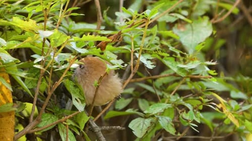 Vinous-throated Parrotbill Bird On a Bush Bites Leaf and Flies Away in Slow Motion Close-up (Suthora