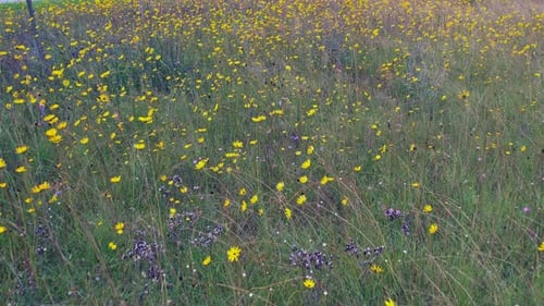 Low flight over beautiful meadow of grasses and wildflowers