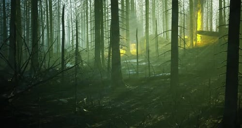 Une mystérieuse lumière rougeoyante émerge à travers une forêt brumeuse à l'aube