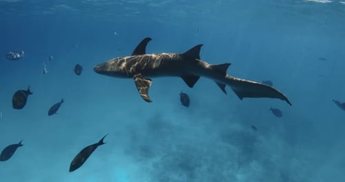 Shark Underwater with Tropical Fishes in Blue Ocean Nurse Shark Swims in Tropical Sea on Maldives