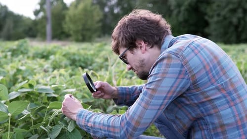 Man Inspects Crops with Magnifying Glass in Field