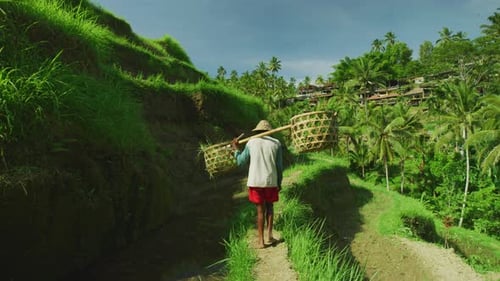 Person Walks Through Tropical Rice Field
