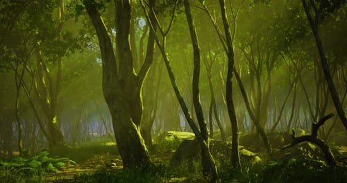 Lush Green Forest with Dappled Sunlight Filtering Through Trees