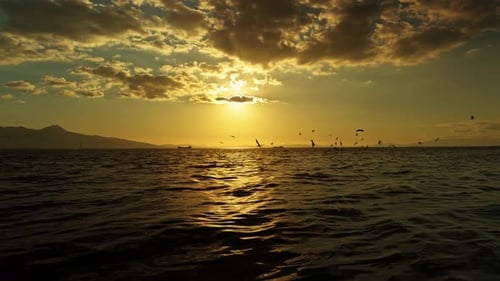 Animal Birds Seagulls Flying On City Izmir Aegean Sea 13