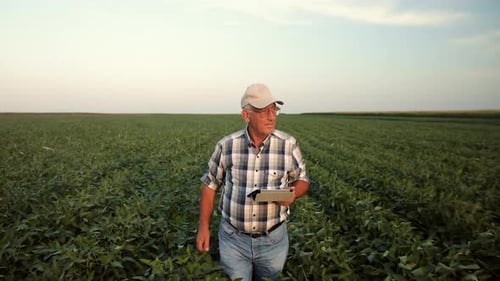 Senior farmer walking in soybean field and holding tablet in his hands during sunset.