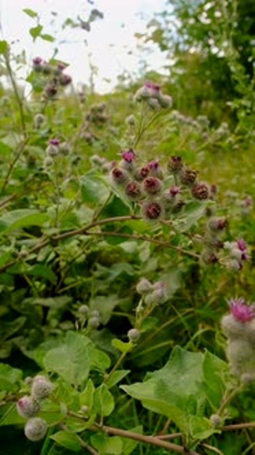 Milk Thistle Growing in a Field Selective Focus