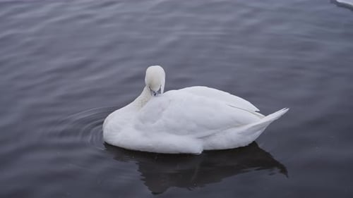 Beautiful White Swan Preening on Calm Water