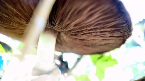 shot Agaricus mushroom in forest