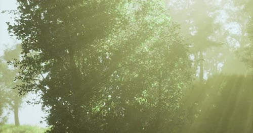 Sunlight Filtering Through Lush Foliage in a Serene Forest Setting