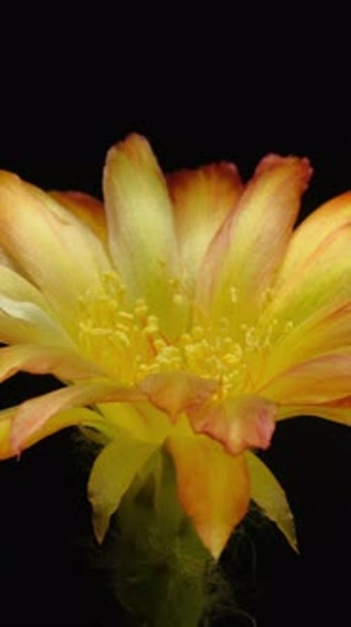 Vibrant Flower Blooming in Time Lapse