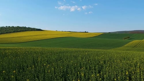 Aerial shot of a blooming rapeseed plantation, flying closely above the crops, then ascending over t