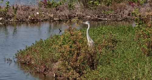 Facing to the left while its body is sticking out from thick plants, Grey Heron Ardea cinerea, Thail