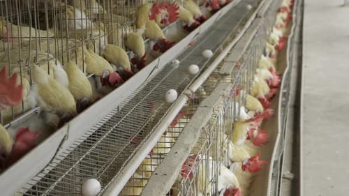 Chicken Farming - A Close-up Look at Egg Production