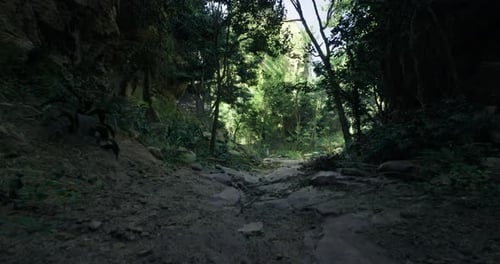 A Beautiful Forest Path Winds Through Dense Greenery Under the Midday Sun