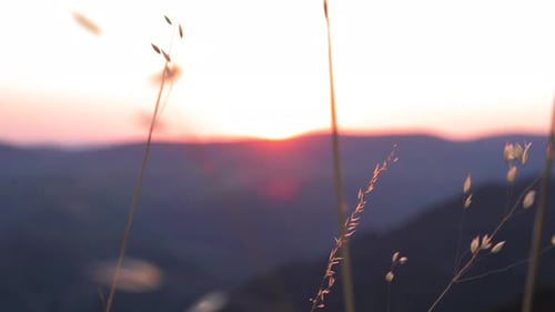 Mountain Grass Flowers Sunset On The Wind.