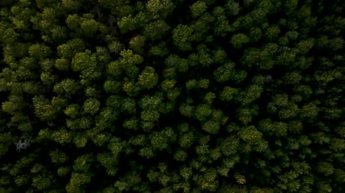Aerial Drone Shot of Calm Green Pine Forest and Mountains at Summer Top Down View
