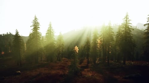 La lumière intense du soleil filtre à travers les pins et illumine un couvre-sol doux